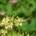 青い郊外の空の下・黄色と緑のセロファンの花たち