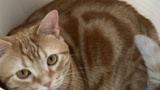猫飼いた過ぎて気が狂いそう