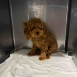 『人が怖い…震えながら怯えるトイプードルを受け入れました』の画像