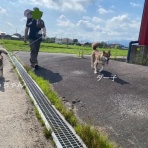 黒四つ四国犬・まろの日々