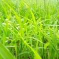 【画像】最近草撮るのにハマってる