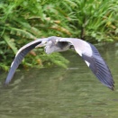 アオサギが川の上を飛んで行きました