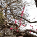 砧公園の梅