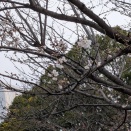 平年より3日早く桜開花