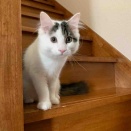 フランキくんはかいだんをおぼえた