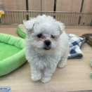 わたあめぼでぃ☁️💖