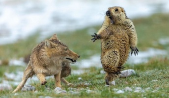 この動物画像で満足したら寝ろwwwwwwwwwww