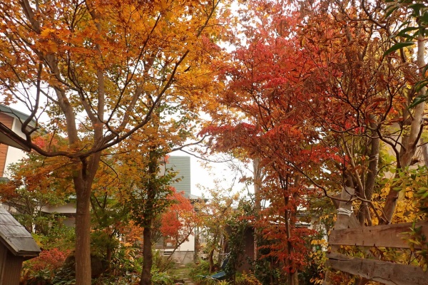 葉っぱ塾 ブナの森から吹く風 ブナの森の四季