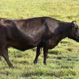 『【画像】韓国テレビ「和牛は、私たちの国の黒牛だ！日本が収奪した」出演者が「私たちのものを持っていったのか！」と怒り』の画像