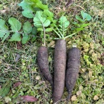 ボーシュマン日記