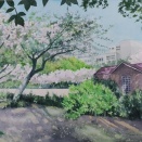 公園の桜を描く