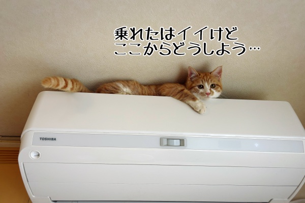 猫とお酒と日々のこと Powered by ライブドアブログ