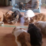 去勢せず猫を繁殖、最後は猫9匹を借家に密閉して10日以上放置 → 5匹は白骨に 	