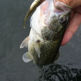 『9月11日 琵琶湖』の画像