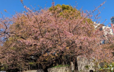 『2024/3/22 上野で花見』の画像