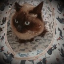 お家でのんびりタイム