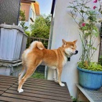風太通信～柴犬風太の日記帳