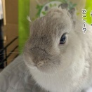 うさぎのルリ(1/5追記)