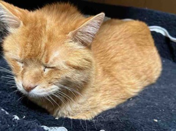 オス三毛王子様猫、復活の時　20251028