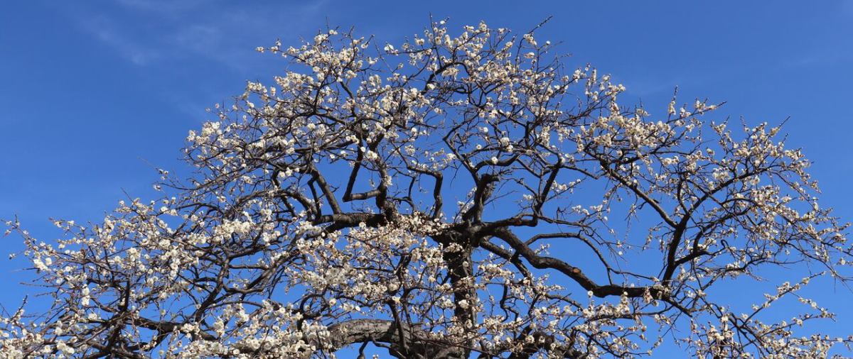 バテバテ山日記 イメージ画像