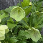 サクラの咲く頃～日常の幸せ