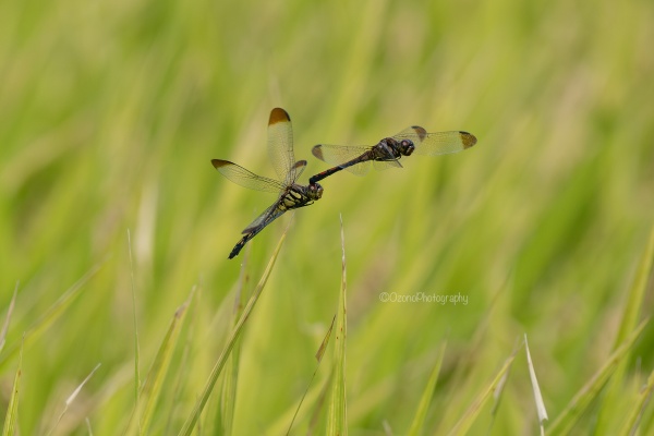 湘南むし日記 - トンボ