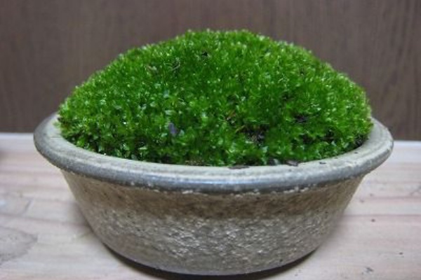苔の育て方 飾りたいコケ