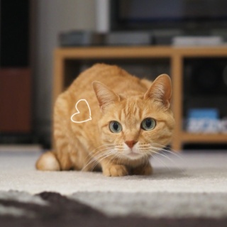 湘南凸凹柴WAN日記