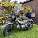 モッコウバラの咲く季節