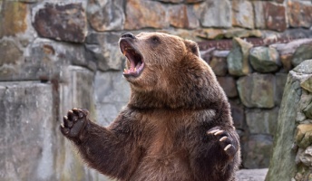 【動画】フィンランドで撮影された『ヒグマのガチ喧嘩』が絶望的に怖い