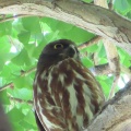 2026天然記念物大銀杏でアオバズクを撮る2🦉📸（足利市鑁阿寺）