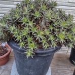 アガベブログ・サイタマ