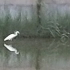 『散歩。過ぐ世現つ世紡ぐ糸MM505』の画像