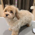 マルプー SS カインズ沼津店 渡邉