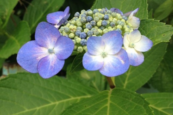 カムとキクタンの大満足時代 アジサイ