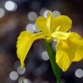花と昆虫・花と人