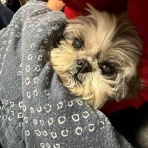 ふー と 菜種 の夢日記