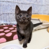 『子猫のおいもくん、目の治療とその後』の画像