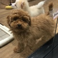 \わんこの紹介/