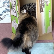 【猫写真】リアル猫ぬいぐるみと対面したマロちゃん