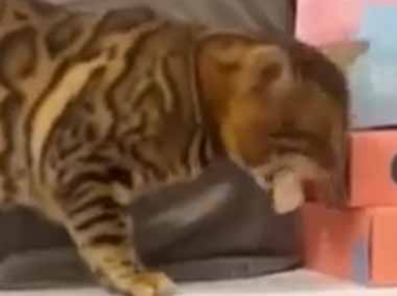 落としたオヤツをルームメイトに取られてしまった。許さん！ → 食べ物の恨みは恐ろしい…