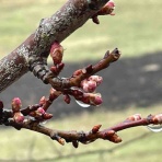 北海道平取町の農家奮闘記
