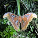 最果てのヤママユ