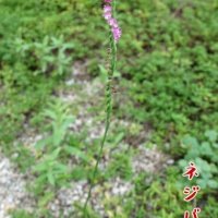 毎年庭にネジバナが咲くんだけども