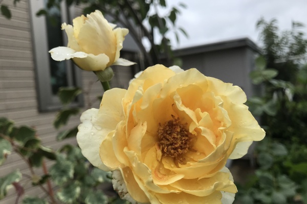 きよひめの気ままにロザリアン ジュードジオブスキュア きよひめの気ままにロザリアン ジュードジオブスキュア