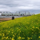 東武日光線　TOBUの橋梁風景(189)利根川の菜の花
