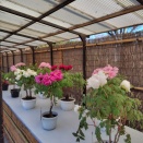 神代植物公園　深大寺初詣