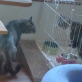馴れ猫だけど・・・問題児だいずくんのご紹介