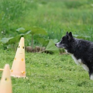 【犬のいる幸せ】年齢を重ねて漂う渋さかな？余裕のあるかっこよさ？みたいな！