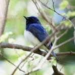 お城と淀川の鳥撮り記